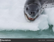 Head shot of a Leopard seal on an ice