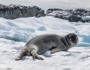 Leopard seal, Hydrurga leptonyx, on ice floe, Antarctica.