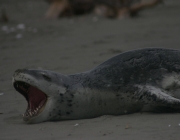 Foca Leopardo 5