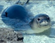 Foca Monge das Caraíbas 1