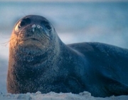 Foca Monge das Caraíbas 3