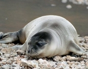 Foca Monge do Mediterrâneo 1