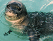 Foca Monge do Mediterrâneo 2