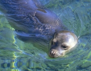 Foca Monge do Mediterrâneo 3