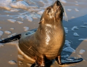 Foca Monge do Mediterrâneo 4