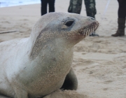 Foca na Terra 3