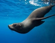 Foca Nadando 5