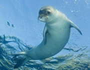 Foca Nadando 6