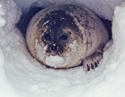 Foca no Ártico 1