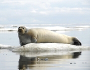 Foca no Ártico 5