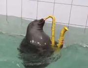 Focas 1