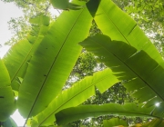 banana leaf and trees leaf background in tropical forest with daylight in clear sky