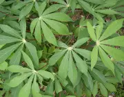 Folhas de Mandiocas 4