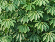 Folhas de Mandiocas 6