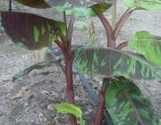 Folhas de Musa Acuminata Zebrina 1