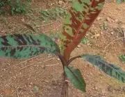 Folhas de Musa Acuminata Zebrina 2