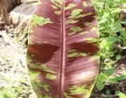 Folhas de Musa Acuminata Zebrina 3