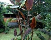 Folhas de Musa Acuminata Zebrina 5