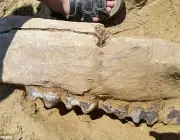 Fósseis Elephas Recki 1