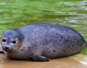 Foto de Foca 1