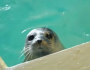 Foto de Foca 3