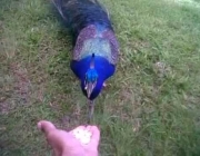 Foto de Pavão Comendo 2