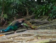 Foto de Pavão Comendo 3