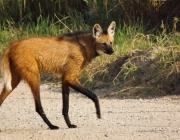 Lobo Guará 1