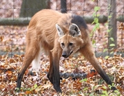 Lobo Guará 2