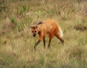 Lobo Guará 3