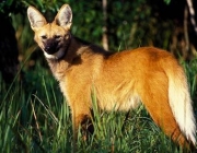 Nome Popular do Lobo Guará e Nome Científico | Mundo Ecologia