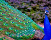 Foto de Pavão 2