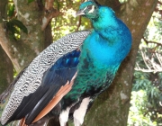 Foto de Pavão 5