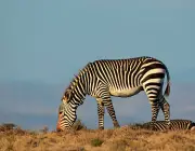 Zebra-da-Montanha 1
