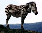Zebra-da-Montanha 3