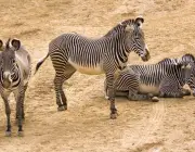 Zebra-da-Montanha 4