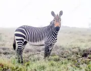 Zebra-da-Montanha 5