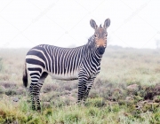 Zebra-da-Montanha 5