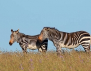 Cape mountain zebras (Equus zebra) in grassland, Mountain Zebra National Park, South Africa