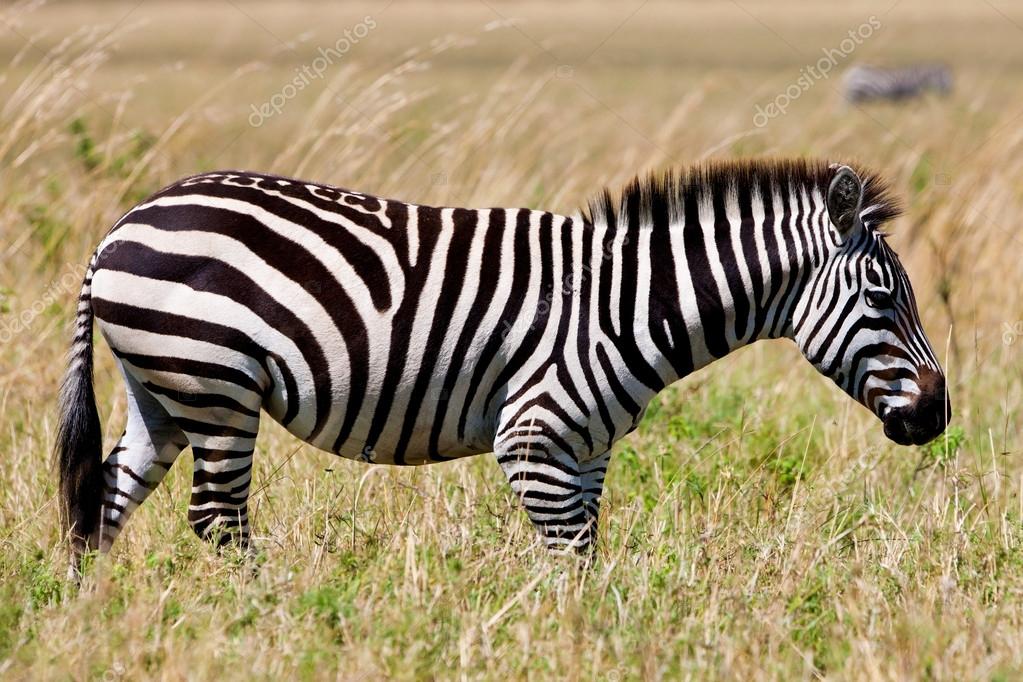 Zebra Nome Científico | Mundo Ecologia