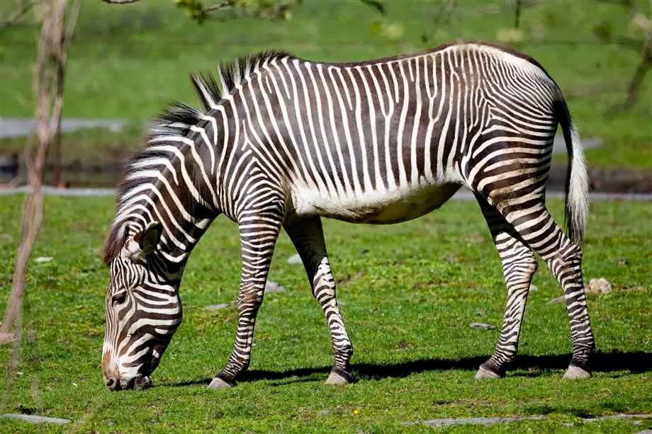 Zebra Nome Científico | Mundo Ecologia