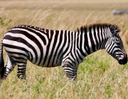 Zebra-da-Planície 1