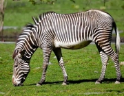 Zebra-da-Planície 2