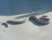 Fotos da Cobra Aipysurus Duboisii 6