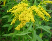 Fotos da Famíla Brassicaceae 1