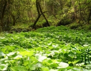 Fotos da Famíla Brassicaceae 4