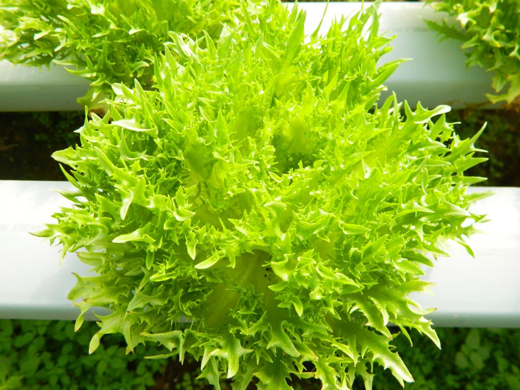 Tipos De Alface Frisée - RETOEDU