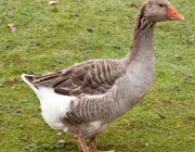 Toulouse geese, Hampshire, England.