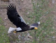 Fotos de Haliaeetus Pelagicus Pelagicus 1