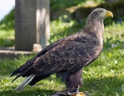 White-tailed eagle (Haliaeetus albicilla)